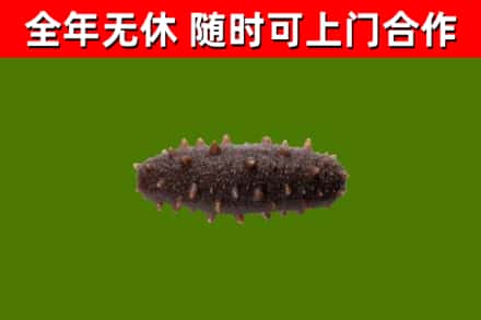天全烟酒回收干海参.jpg